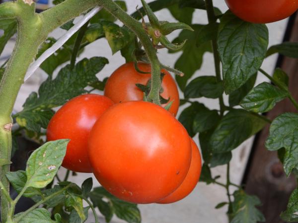 Tomate "Tica" (Pflanze)